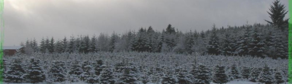 Snowy Christmas Tree Farm